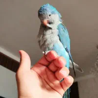 طوطی راهب|پرنده|ری, امین آباد|دیوار