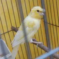 قناری ماده|پرنده|مشکین‌دشت, |دیوار