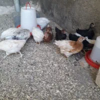 جوجه|حیوانات مزرعه|شبستر, |دیوار
