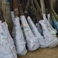 ارائه  نهال صنوبر|خدمات باغبانی و درختکاری|سامان, |دیوار