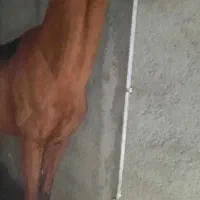 مادیان تروبرد ۴ به ۵