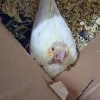 جوجه عروس هلندی