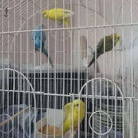 جفت مرغ عشق بالغ|پرنده|سمنان, |دیوار