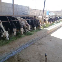 گوساله نر|حیوانات مزرعه|نیشابور, مازول|دیوار