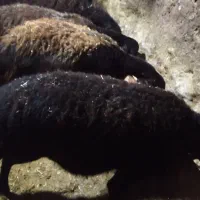 دو راس گوسفند ابستن