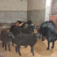 فروش ۸راس برنر ویک راس ماده پرواری برای فروش