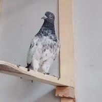 کبوتر کله ی پرشی و هملت. پرستویی. پرشی سرخ