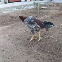 خروس لاری ۶ ماهه