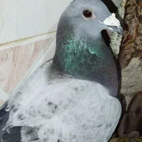 سبز آلمانی چشم سیاه