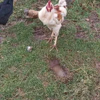 خروس دورگه|حیوانات مزرعه|پاوه, |دیوار