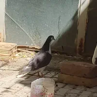 معاوضه با ماده طوق