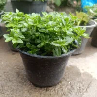 انواع گل|گل و گیاه طبیعی|آزادشهر, |دیوار