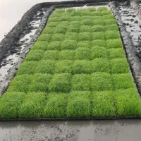 نشاهاشمی