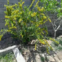 تهاتر خانه باغ پسته سنددار ، بر اتوبان ، داخل بافت|فروش خانه و ویلا|تهران, شهرک شریعتی|دیوار