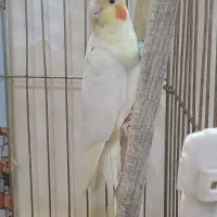یکجفت عروس مولدوجوجه مینا