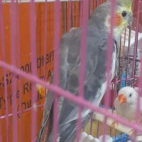 فنچ و عروس هلندی