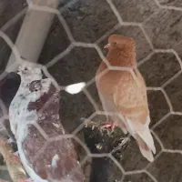 30تا کبوتر سرخ گرگی همه کاکل سرو کله داری|پرنده|علیآباد کتول, |دیوار