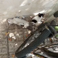 واگذاری گربه