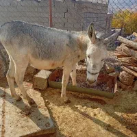 خر نر تازه داره باری میشه سالم سرحال|حیوانات مزرعه|جوانرود, |دیوار