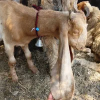 بز.میش.بیگ.بره