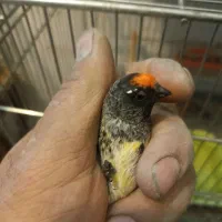 سهره گلبسر قناری|پرنده|خمینی‌شهر, |دیوار