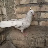 دم سفید|پرنده|شوشتر, |دیوار