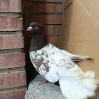 فروش کله سرخ وابلق پلاکی شیراز بون ندارن