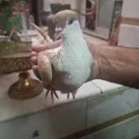 کبوتر فروشی