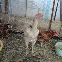 مرغ لاری اصیل افغان