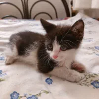 واگذاری رایگان بچه گربه