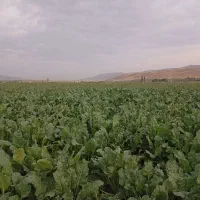 فروش زمین مسکونی|فروش زمین و ملک کلنگی|زاغه, |دیوار