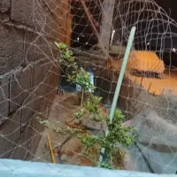 کار باغچه انجام
