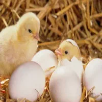 فروش جوجه بوقلمون برنز