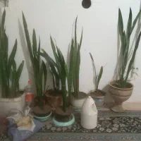 چند عدد گل فروش فوری ب علت جابجای|گل و گیاه طبیعی|ملایر, |دیوار