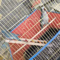 طوطی راهب|پرنده|رودان, |دیوار