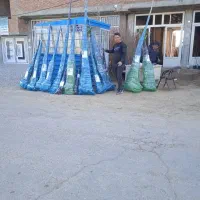 پسته پیوندی|خدمات باغبانی و درختکاری|شیراز, حومه شیراز|دیوار