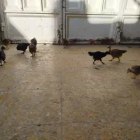 جوجه مرغ|حیوانات مزرعه|بهبهان, |دیوار