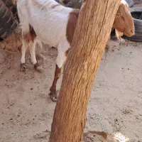 بز دوقلو زا پاکستانی با یک بزغاله|حیوانات مزرعه|گرمسار, |دیوار