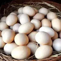 تخم مرغ محلی ارگانیک