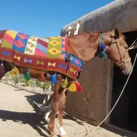 فروش کره اسب دره شور بیست ماهه|حیوانات مزرعه|کاغذکنان, |دیوار