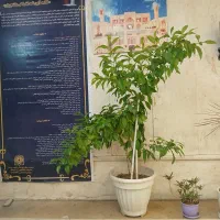 گل بهار نارنج