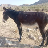 خر بخت نر|حیوانات مزرعه|فیروزآباد (لرستان), |دیوار