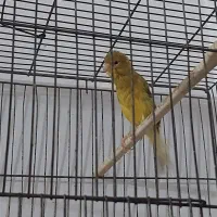 قناری ماده زیتونی