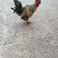 خروس