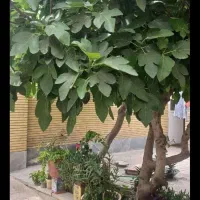 رهن واجاره منزل ویلایی کرسگان