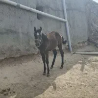 کره مادیون|اسب و تجهیزات اسبسواری|بجنورد, |دیوار