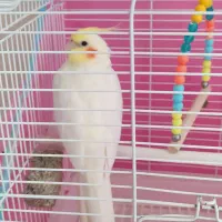 عروس هلندی سخنگو