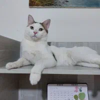 واگذاری رایگان گربه آروم و بغلی عقیم شده