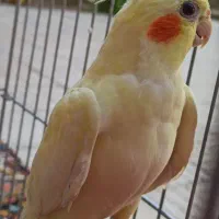 جفت عروس هلندی جفت کار بشرط