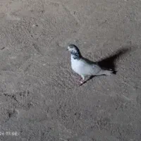 کبوتر|پرنده|دشت ذهاب, |دیوار